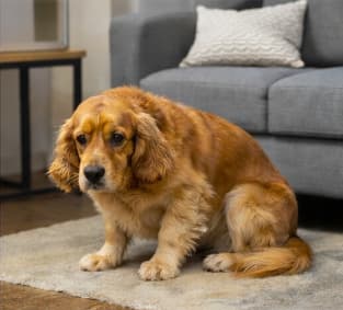 Separation anxiety support for dogs in Dubai with calm alone-time training